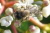 Andrena sp.